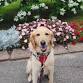 Therapy Dog Hangout: Teddie (Ages 12-18) event in Hanson, MA