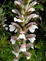 Image result for Lankesteria