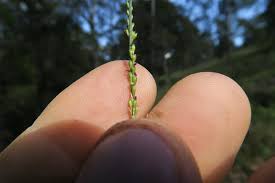 Image result for Entolasia