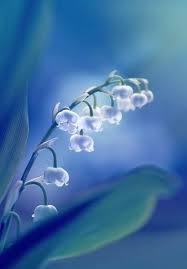 These lily of the valley are very sweet. R Sahin On Twitter Lily Of The Valley Flowers Photography Lillies Of The Valley