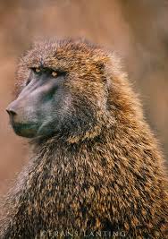 000884 02 Frans Lanting Stock Frans Lanting Baboon African Wildlife