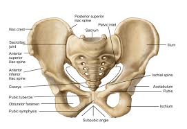 The kidneys are protected by fat, muscles, and ribs of the back. 5 Body Parts You Didn T Know You Were There