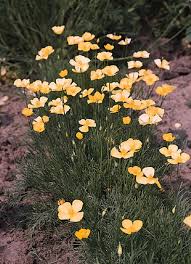 Image result for Eschscholzia