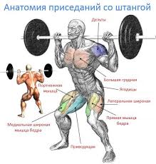 программа тренировок с гантелями дома для набора мышечной массы Bazovye Uprazhneniya Dlya Nabora Massy Chast 1 Osnovy Prisedaniya Trenirovki Uprazhneniya Shtanga