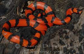 Calphotos Lampropeltis Triangulum Hondurensis Tangerine Honduran Milksnake Milk Snake Snake Wallpaper Beautiful Snakes