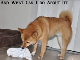Maybe you would like to learn more about one of these? Why Does My Dog Eat Socks And What Can I Do About It Pethelpful