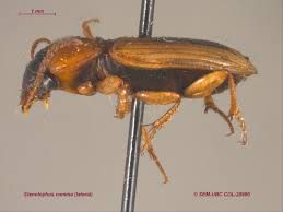 Image result for Equilabium stenosiphon