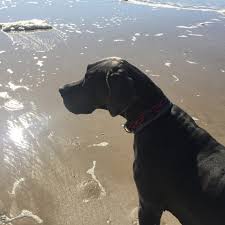 Последние твиты от great dane puppies (@gr8tdanepuppies). Seaside Danes 256 Photos Pet Breeder Sneads Ferry Nc 28460
