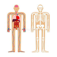 Human Anatomy System Skeleton And Internal Organs Systems
