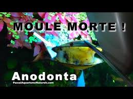 Ma Moule D Eau Douce Est Morte Bilan Tuto Anodonte Aquarium Naturel Poubellarium Anodonte Aquarium Bilan Eaux Douces Moules Mort