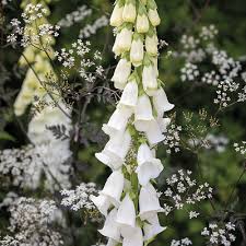 Image result for Digitalis purpurea alba/ red spots