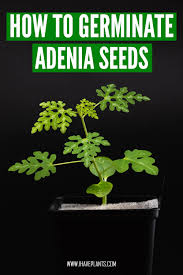 Image result for Adenia