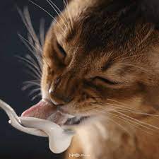 kediler yogurt yer mi