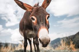 Over 2,441 funny donkey cartoon pictures to choose from, with no signup needed. Portrait Of Funny Donkey Looking At Camera Mammal One Animal Stock Photo 202465962