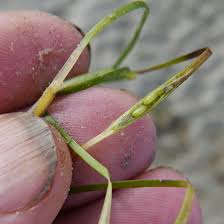 Image result for Zosteraceae