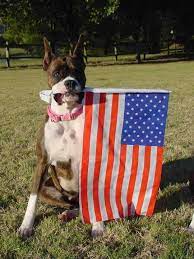 Browse thru thousands of boxer dogs for adoption in maryland, usa area, listed by dog rescue organizations and individuals, to find your match. Boxer Rescue And Adoption Inc Home American Boxer Dog Boxer Dogs Boxer Rescue