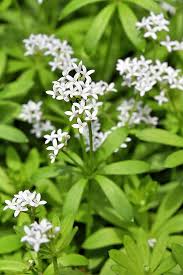 It can be useful when you wish to cover ground with plants of varying heights for greater visual interest. The 15 Best Flowering Ground Covers For Yard Gardener S Path