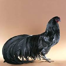 Black Sumatra Rooster Chickens Backyard Cute Chickens Chicken Breeds