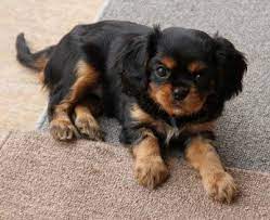 Check spelling or type a new query. Black Tan Cavalier King Charles Spaniel Puppy King Charles Puppy King Charles Cavalier Spaniel Puppy Cavalier King Charles Dog