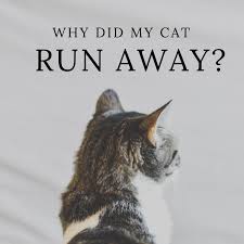 If you want to determine whether the cat's running away was indeed a sign of anger, think about how she may have looked in the seconds or minutes before. Why Do Cats Run Away And Leave Home Or Not Come Back Pethelpful By Fellow Animal Lovers And Experts