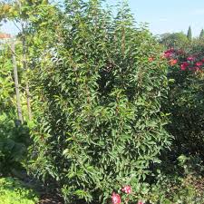 Portugiesischer kirschlorbeer profitiert von jährlichem schnitt. Portugiesischer Kirschlorbeer Prunus Lusitanica Angustifolia Weiss