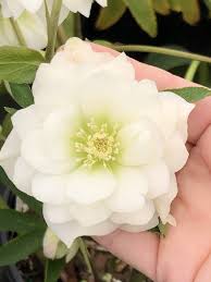 Aug 07, 2021 · browse christie's upcoming auctions, exhibitions and events Help Rabbits And Deer Are Devouring My Plants Garden Crossings