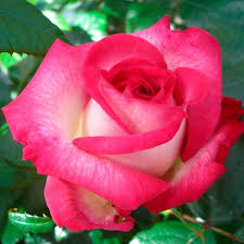 5,772 likes · 4 talking about this. Rosier Pascal Sevran Adalyakces Les Rosiers Belmontais