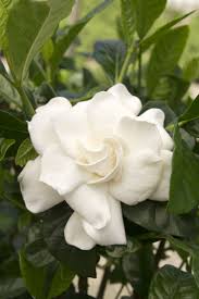 First Love Gardenia Has Wonderfully Fragrant Double White 4 To 5 Inch Blooms That Are Larger Than Any Other Va Gardenia Plant Fragrant Flowers Gardenia Trees
