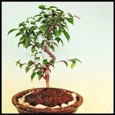Jual Produk Hias Mini Bonsai Beringin Ficus Termurah Dan Terlengkap Januari 2021 Bukalapak
