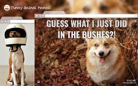 ﻿﻿﻿just try not to smile looking at these adorable photos and jokes. Funny Animal Memes Hd Wallpapers New Tab