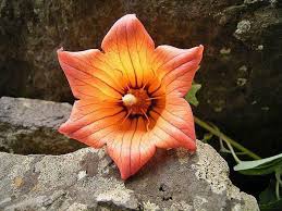 Image result for Canarina
