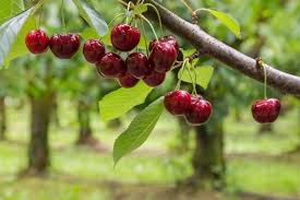 Entretien Du Cerisier Cerisier Arbre Fruitier Taille Cerisier