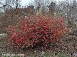 Image result for Chaenomeles japonica