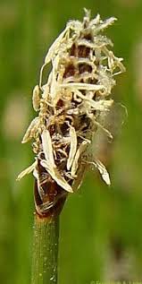 Image result for Eleocharis limosa