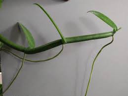 Image result for Vanilla polylepis