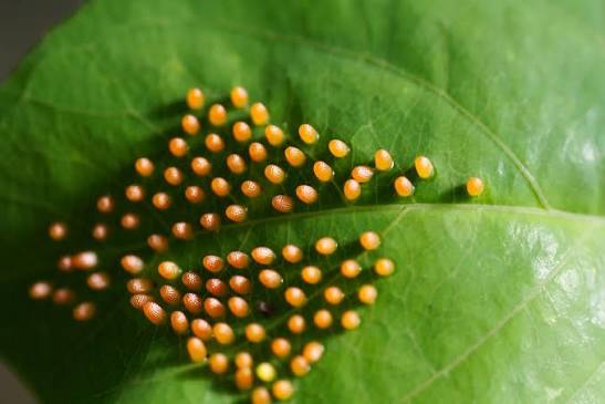 A Guide to Recognizing Insect Eggs on Leaves