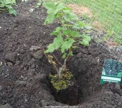 See full list on gardeningknowhow.com How To Grow Blackcurrants Gardenfocused Co Uk