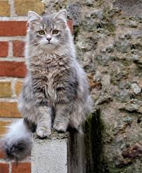 Epingle Par Maria Nosal Sur Katten Illustration De Chat Chat Siberien Photo Chat