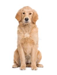 But this isn't the entire story. Golden Retriever And A Labrador Puppy Sitting Stock Photo Image Of Dogs Front 13664016
