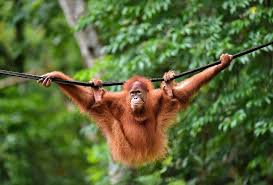 The orangutan shares no less than 97 percent of its dna with humans. Indonesia Pet Orangutans Released Back Into The Wild
