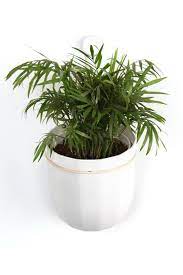 wallygro loop hanging planter in 2021 planters plant health pots outdoor