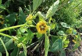 Image result for Physalis lagascae