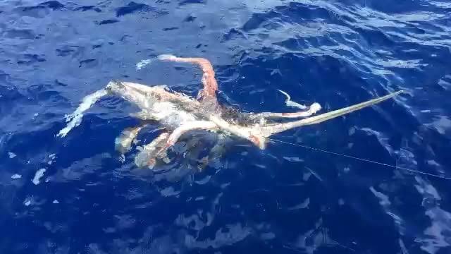 An artistic rendering of the deep-sea battle between a swordfish and a giant squid, do AI tạo