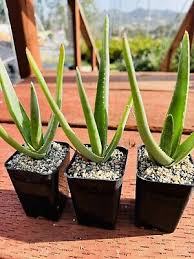 Image result for Aloe inyangensis