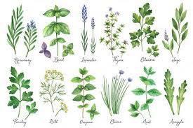 Watercolor Herbs And Spices Herbs Illustration Watercolor Herbs Herb Art