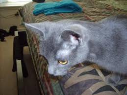 He does not have fleas or mites or any insect infestation. Hair Loss Above Cat S Eyes Cheap Online