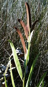 Image result for Acrostichum aureum