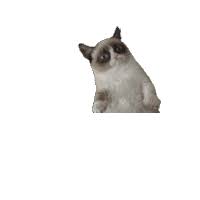 30+ funny grumpy cat memes for any occasion. Grumpy Cat Gifs Tenor