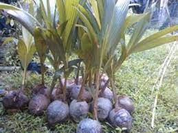 Cobalah mengikuti pedoman teknik dan cara budidaya 2. Artikel 13 Cara Menanam Pohon Kelapa Dan Perawatannya