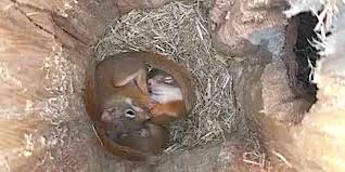 Squirrels nest cafe ei tegutse valdkondades kohvikud, restoranid. How Do Squirrels Keep Warm In Winter The Dodo